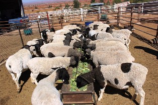 CONFÍAN PRODUCTORES EN RESPALDO GUBERNAMENTAL PARA SORTEAR PROBLEMAS CLIMÁTICOS