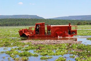 TRITURAN LIRIO ACUÁTICO DE LA PRESA JULIÁN ADAME