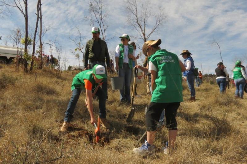 INICIA GOBIERNO DEL ESTADO CAMPAÑA DE REFORESTACIÓN 2019 EN LA BUFA