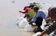 ENTREGAN PECES PARA SIEMBRA EN PRESAS DE FRESNILLO