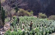 Queman 2 plantíos de mariguana