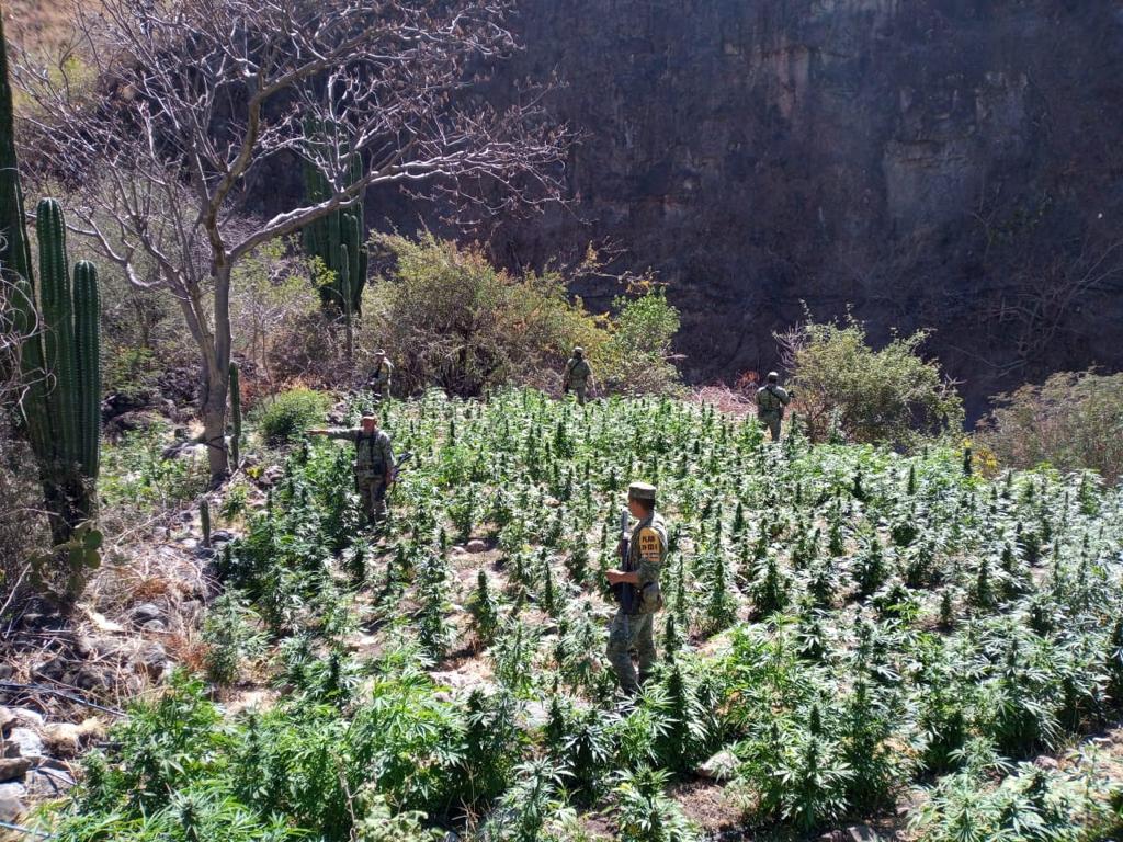 Queman 2 plantíos de mariguana