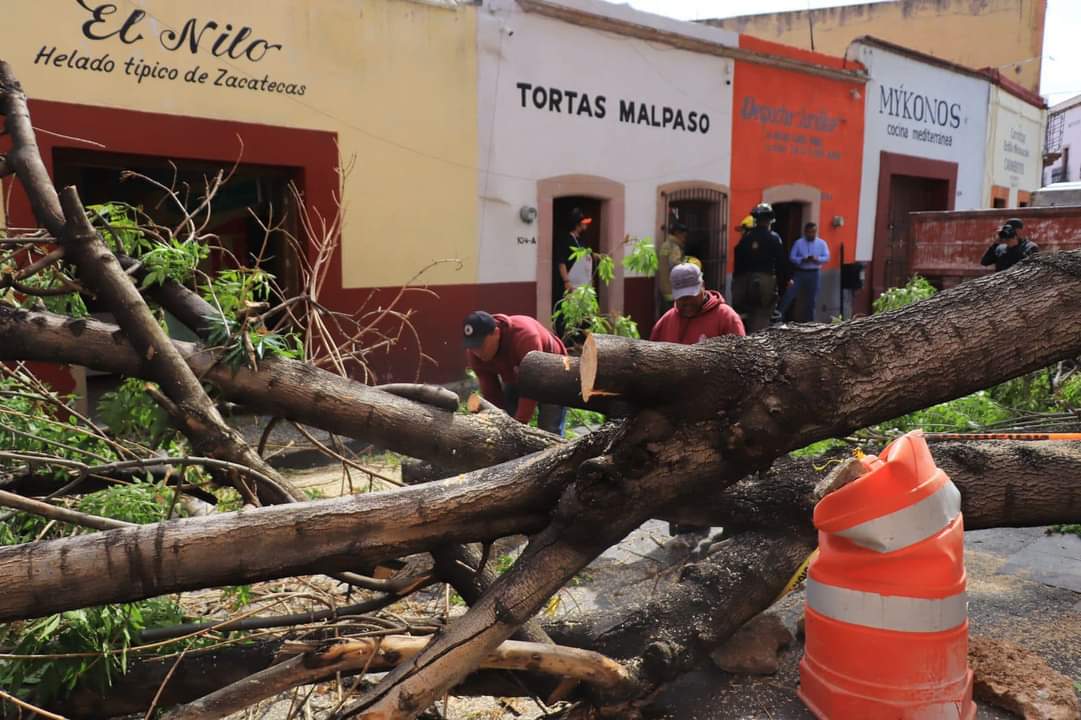 ATIENDE AYUNTAMIENTO EL COLAPSO DE UN ÁRBOL EN EL CENTRO HISTÓRICO