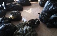 Asestan Fuerzas de Seguridad golpe en el combate a los delitos contra la salud; aseguran 3 mil 500 dosis de marihuana en Guadalupe